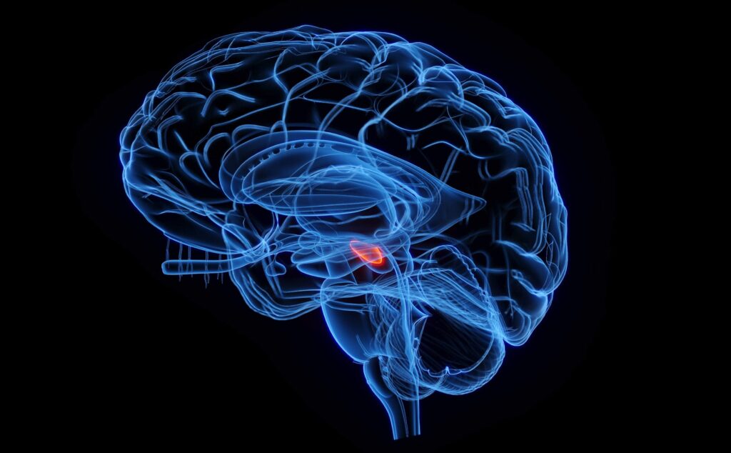 Location of the human subthalamic nucleus